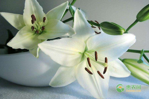 延長百合花的花期的6個小妙招