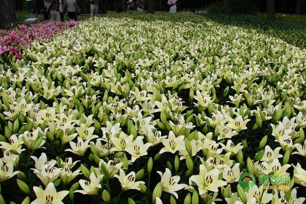百合花延長花期的妙招