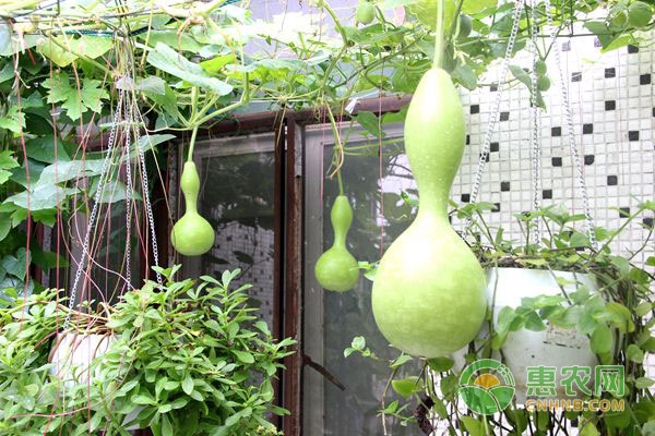 果(菜、茶)沼畜循環(huán)農(nóng)業(yè)技術(shù)