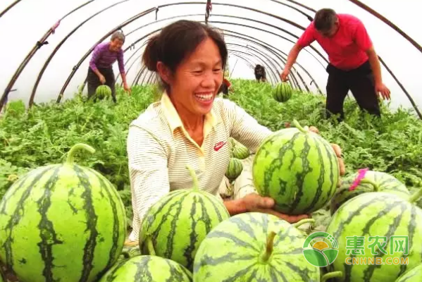 红岩镇的西瓜还可以做成一道道秀色可餐的西瓜宴