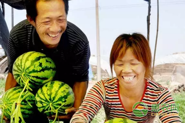 西瓜形成了“红岩子”这张独有的绿色名片
