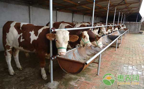如何提高肉牛養(yǎng)殖效益？