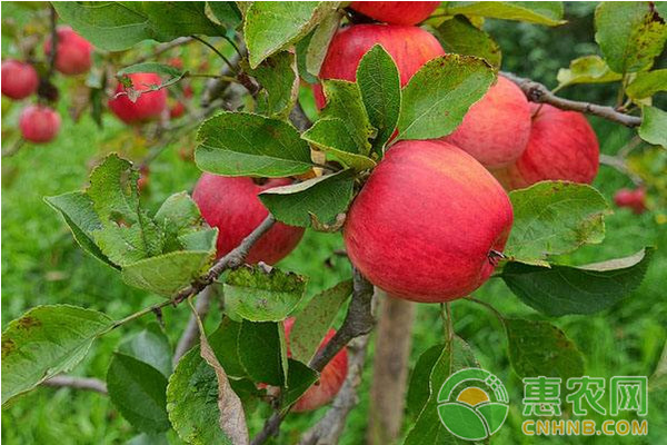 蘋果樹掉果原因