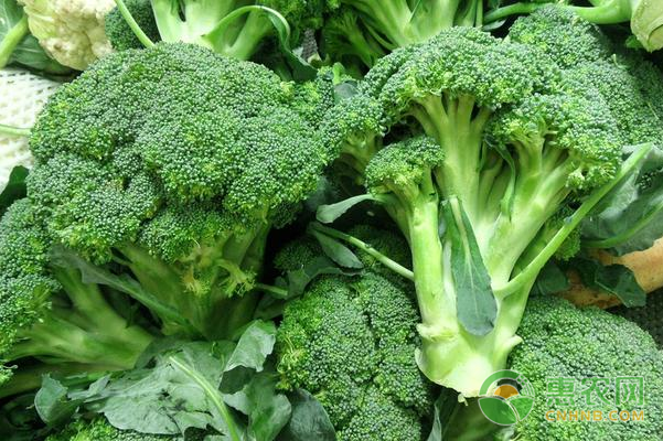 西兰花家庭种植方法：充足灌水是高产保障