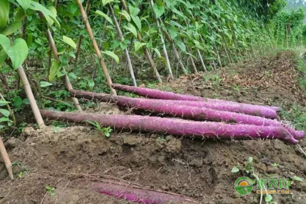 紫玉淮山定向栽培技術(shù)分享