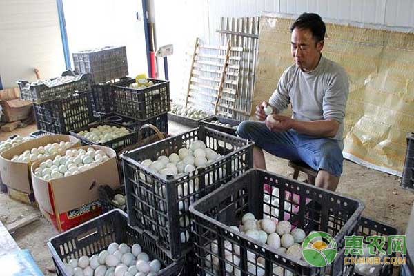 鴨蛋高產(chǎn)技巧之做好疾病防控工作  