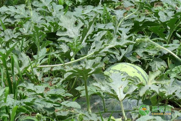 西瓜要高产，防治霜霉病很关键，你知道措施吗？