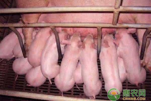 養(yǎng)豬技巧之仔豬各階段防疫措施