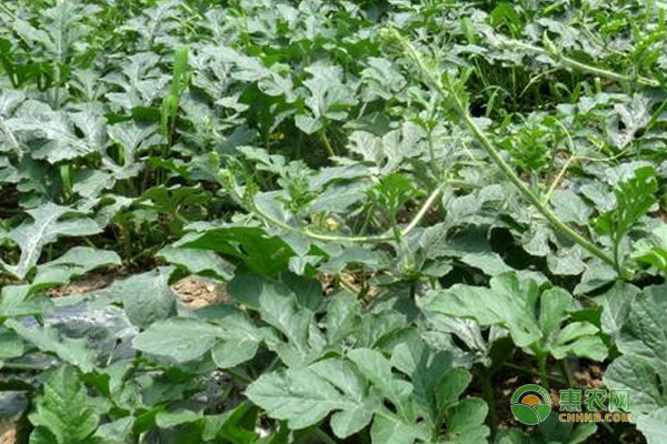 西瓜高产种植技术：霜霉病的防治及预防措施