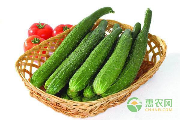 <a href='http://www.iweekee.cn/t/116511.html' class='j-href' target='_blank'><span style='color:#FF8001'>種植黃瓜</span></a>巧用醋