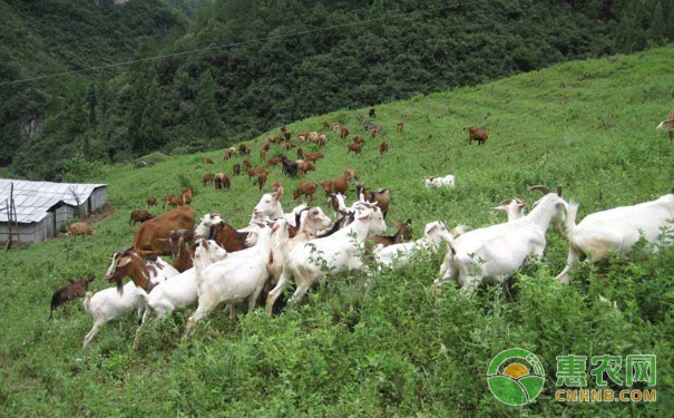 秋季養(yǎng)羊技術