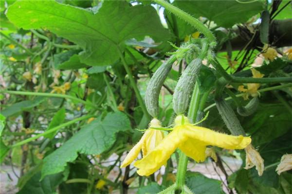 黃瓜高產(chǎn)技巧：種植黃瓜巧用醋