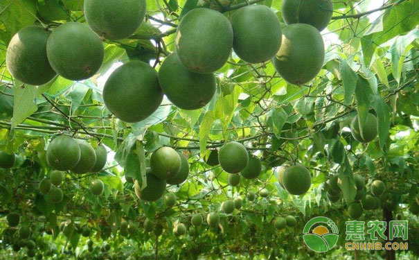 秋季施肥有机肥不能缺