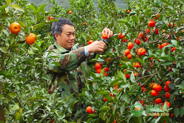 沙糖桔優(yōu)質(zhì)高產(chǎn)栽培技術(shù)，這樣種保準(zhǔn)賣個(gè)好價(jià)錢