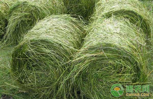 飼喂青綠飼料的四大注意事項(xiàng)