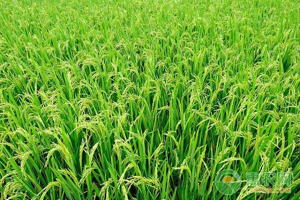 水稻高產(chǎn)技術(shù)研究   