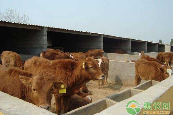 架子牛的快速育肥技術(shù)之預(yù)飼期的準(zhǔn)備