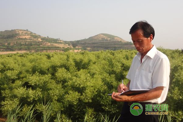 双季槐种植管理技术汇总
