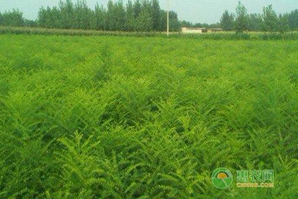 双季槐种植管理技术要点