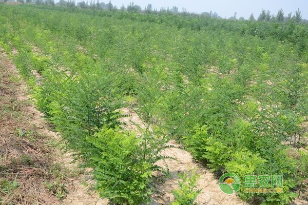 总结双季槐种植管理技术，保证槐米产量质量！