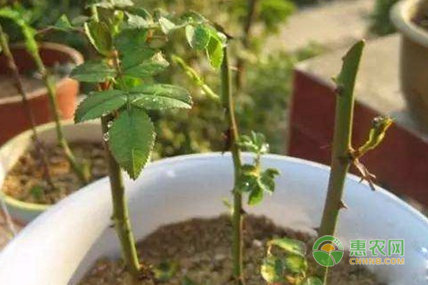盆栽植物總是插不活的原因