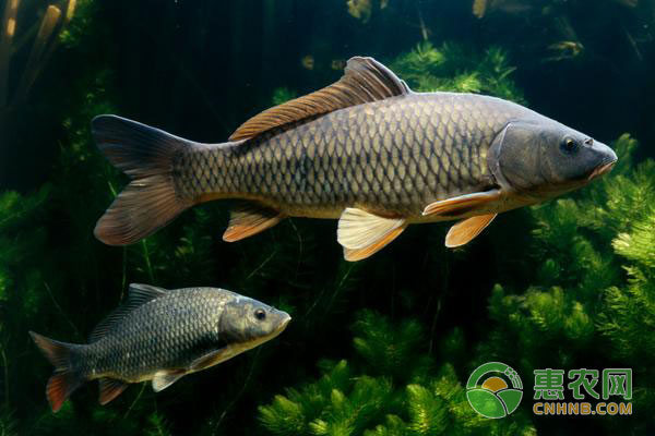 草魚新三病是什么?草魚新三病防治辦法