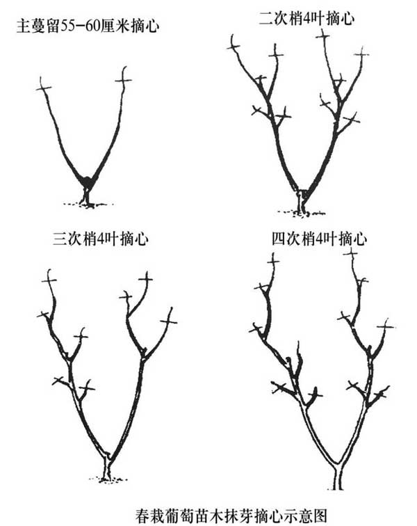 葡萄定植后的管理方法