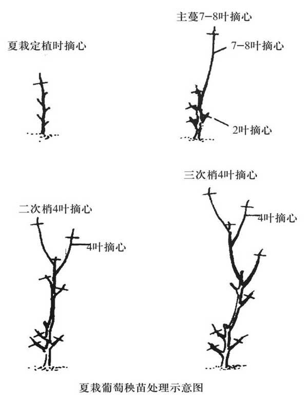 葡萄定植后的管理方法