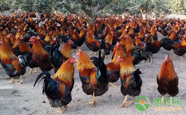 閹割前后飼養(yǎng)管理