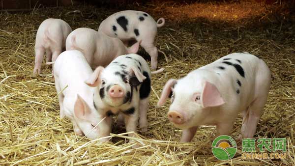 哺乳期母豬飼喂管理方法及注意事項(xiàng)