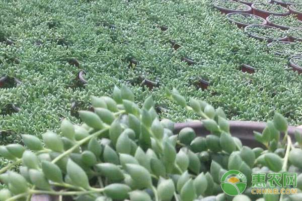 珍珠吊蘭栽培技術(shù)之配制腐殖質(zhì)栽培土