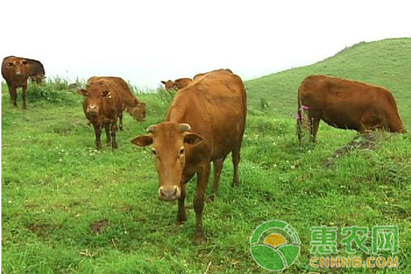 牛脹氣治療方法