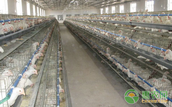 決定雞免疫接種成敗的五大因素