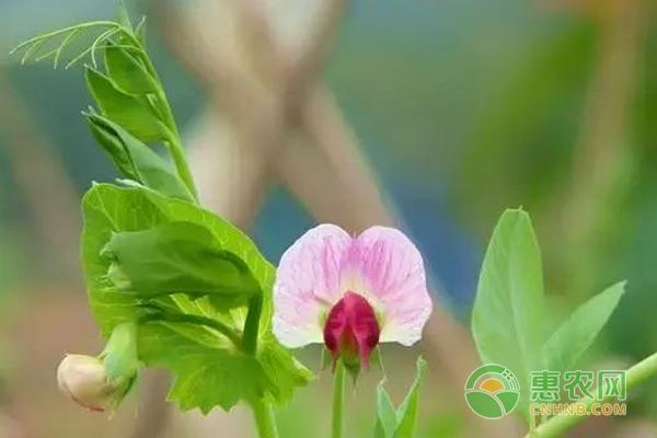 高猛酸鉀的農(nóng)業(yè)用途分析及注意事項(xiàng)