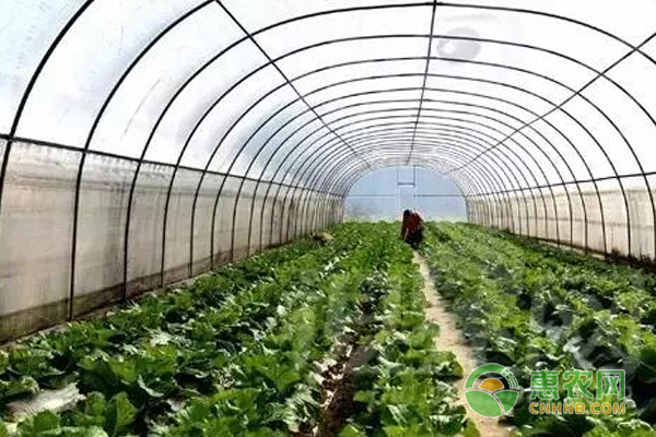 高錳三鉀在蔬菜種植上的作用