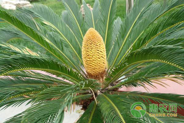 盆栽鳳尾蕉栽培管理技術(shù)，鳳尾蕉種植注意事項