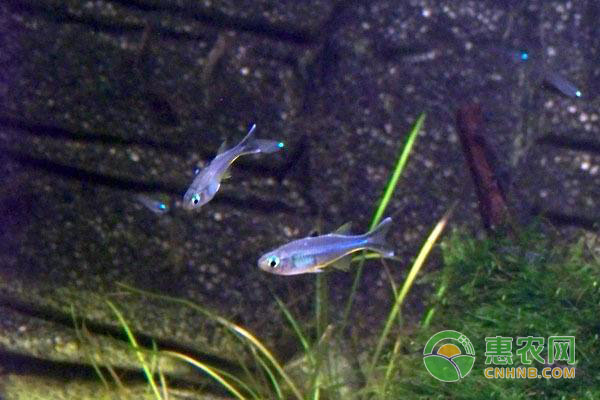 養(yǎng)魚技巧：這樣養(yǎng)魚可以一年不換水!