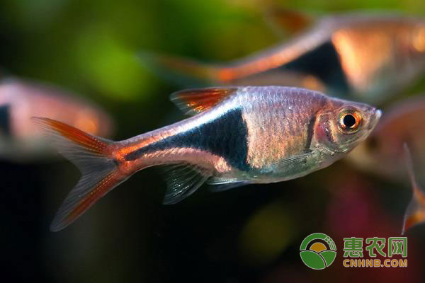 養(yǎng)魚技巧：這樣養(yǎng)魚可以一年不換水!