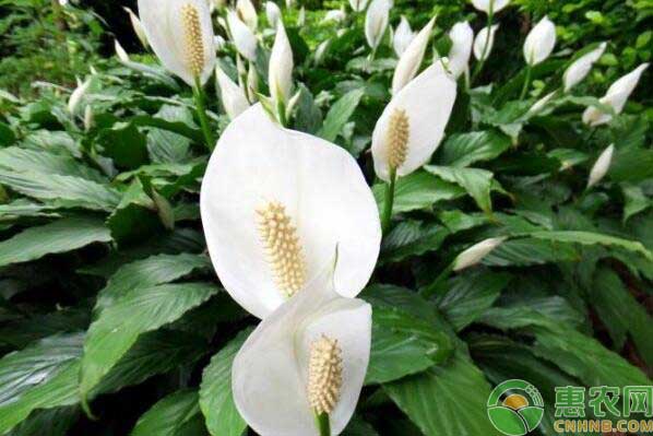 綠巨人<a href='http://www.iweekee.cn/t/11665.html' class='j-href' target='_blank'><span style='color:#FF8001'>養(yǎng)殖技巧</span></a>
