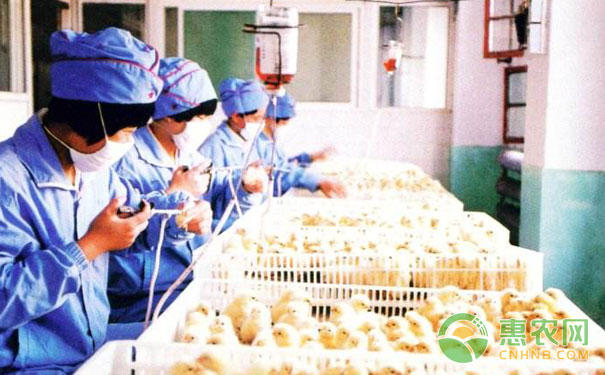 蛋雞人工孵化技術：雛雞挑選、疫苗與存放