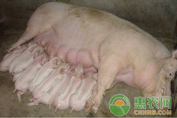 母豬