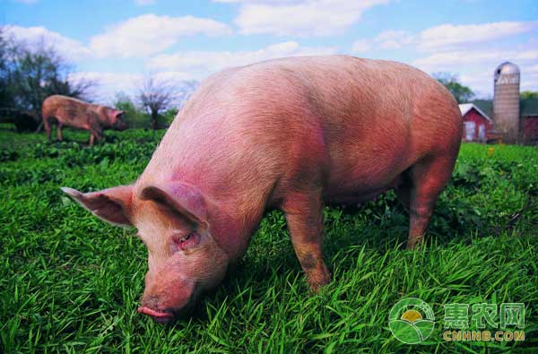 生飼料喂豬需要遵循的四個原則