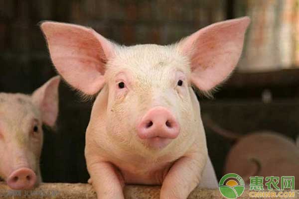 生飼料喂豬需要遵循的四個原則