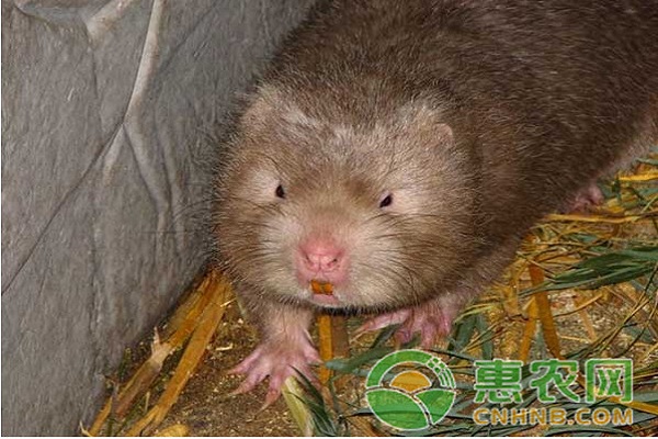 想要养好竹鼠,第一步就是竹鼠种的选择!-图片版权归惠农网所有