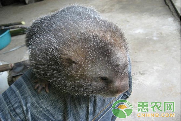竹鼠 想要养好竹鼠,第一步就是竹鼠种的选择!-图片版权归惠农网所有