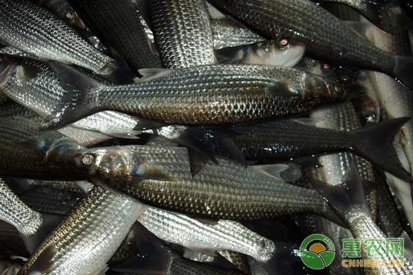 “四大家魚”常見疾病及防治方法