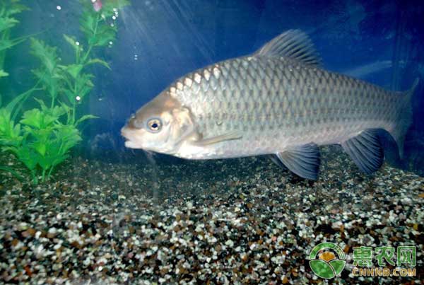 草魚爛鰓、腸炎、赤皮久治不愈的原因及防治方法
