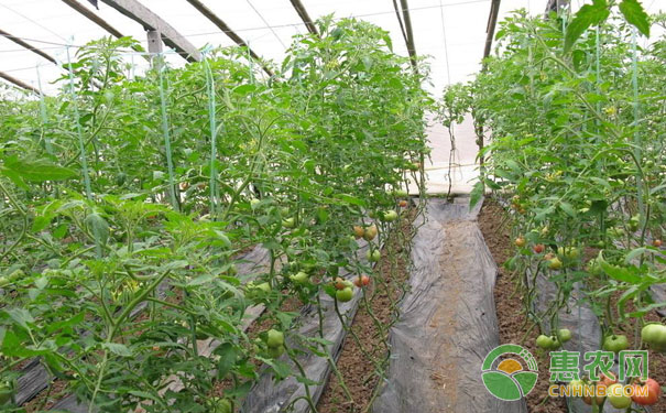 大棚秋茬西紅柿常見(jiàn)果實(shí)問(wèn)題與解決方法