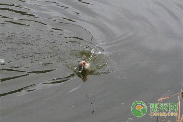 釣魚技巧：魚不咬鉤怎么辦?