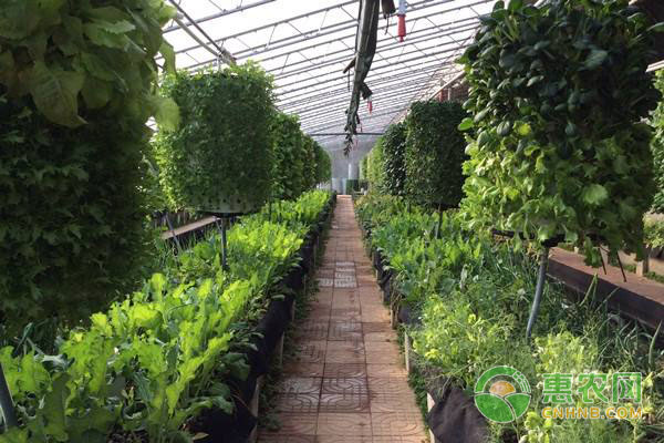 西芹、生菜無土栽培的方法和與技術
